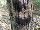 Stemonaria longa image