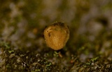 Porodisculus pendulus image
