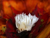 Ramariopsis kunzei image
