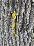 Xanthoria ulophyllodes image