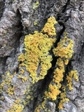 Xanthoria ulophyllodes image