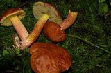 Leccinum rubropunctum image