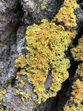 Xanthoria ulophyllodes image