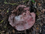 Amylosporus campbellii image