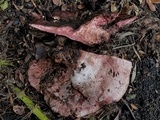 Amylosporus campbellii image