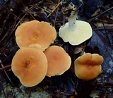Hydnum subrufescens image
