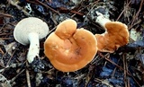 Hydnum subrufescens image
