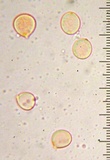 Hydnum subrufescens image