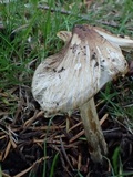 Inocybe sororia image