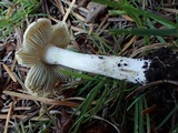 Inocybe sororia image