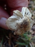 Inocybe sororia image