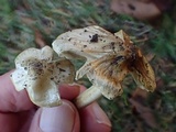 Inocybe sororia image
