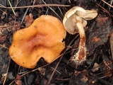 Pholiota rufodisca image