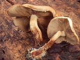 Pholiota rufodisca image