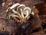 Pholiota rufodisca image