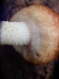 Pholiota rufodisca image