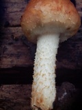 Pholiota rufodisca image