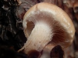 Pholiota lenta image