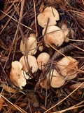 Pholiota lenta image