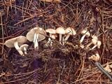 Pholiota lenta image