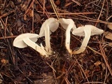Pholiota lenta image