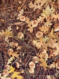 Pholiota lenta image