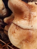 Pholiota lenta image