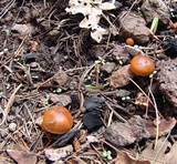 Pholiota highlandensis image