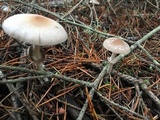 Psathyrella longistriata image