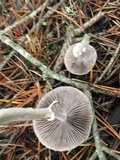 Psathyrella longistriata image