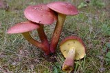 Baorangia bicolor image