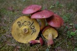 Baorangia bicolor image