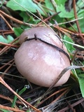 Gomphidius subroseus image