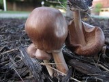 Gymnopus luxurians image