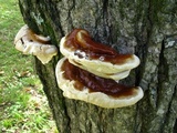 Ganoderma sessile image