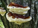 Ganoderma sessile image