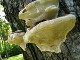 Ganoderma sessile image