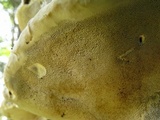 Ganoderma sessile image