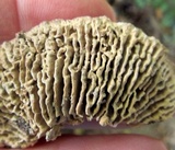 Daedalea quercina image