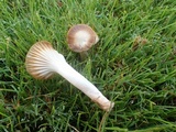 Cuphophyllus virgineus image