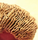 Daedalea quercina image