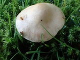 Hebeloma sacchariolens image