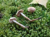 Hebeloma sacchariolens image