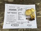 Leucoagaricus tricolor image