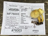 Leucoagaricus tricolor image