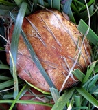 Suillus weaverae image