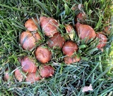 Suillus weaverae image