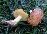 Suillus weaverae image