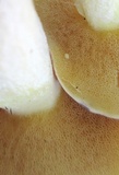 Suillus weaverae image