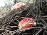 Amanita amerimuscaria image